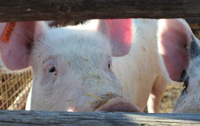 Молдова ограничила импорт свинины из Украины из-за угрозы АЧС