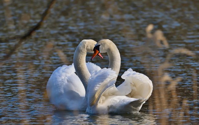Фахівці закликають не годувати лебедів хлібом: стало відомо чому