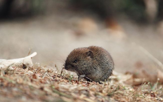 "Виживають лише дрібні": зоолог розповів, що відбувається з тваринами на лінії фронту