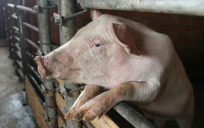 Вспышка АЧС зафиксирована в трех областях Украины