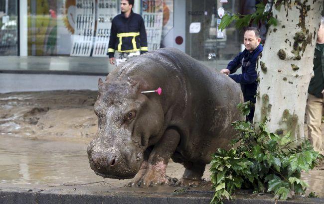 Наводнение в Тбилиси: фото сбежавших из зоопарка животных