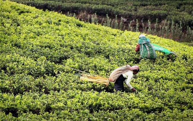 Шрі-Ланка оголосила дефолт за зовнішнім боргом