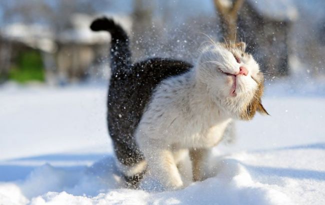 Погода на сегодня: в Украине местами снег, температура до +2