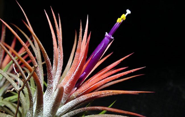 Така прикраса інтер'єру буде тільки у вас: унікальна рослина без коріння та горщика