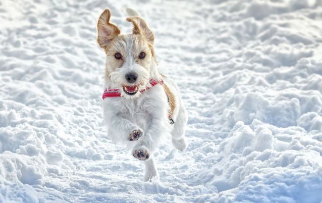 Погода на сегодня: в Украине преимущественно снег, температура опустится до -18
