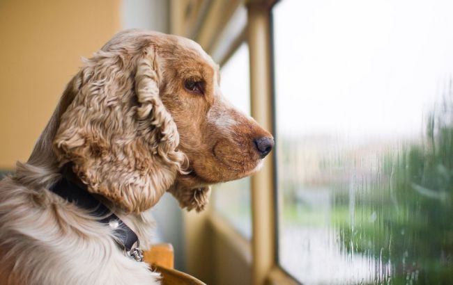 Погода на сегодня: в Украине преимущественно дожди, температура до +16