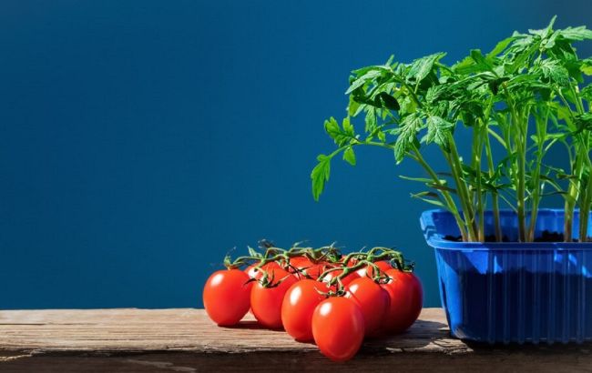 Не упустите время! Когда надо высаживать помидоры на рассаду и как это правильно делать