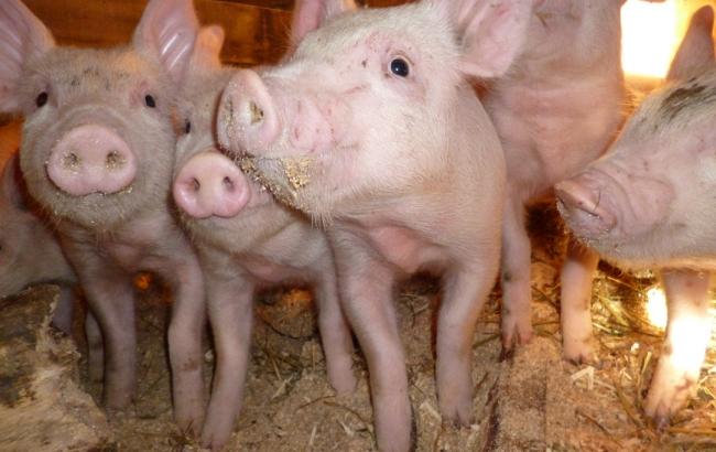 В Николаевской области зафиксировали случаи АЧС