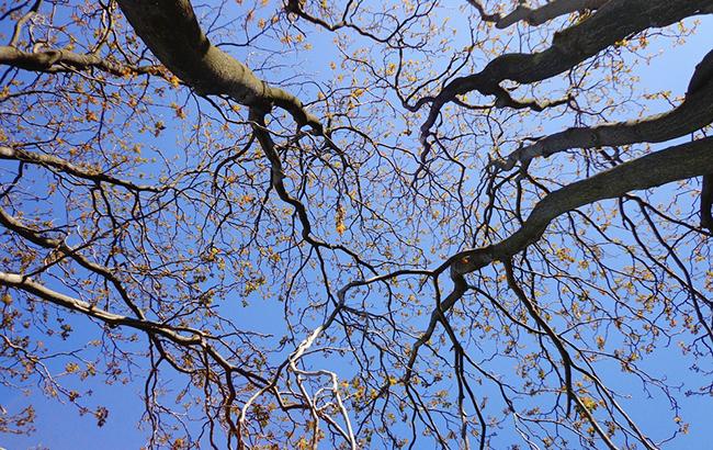 Погода на сегодня: в Украине без осадков, температура до +17