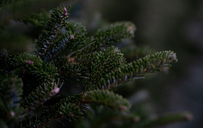 Украинцев предупредили об опасных елках: как они могут навредить здоровью
