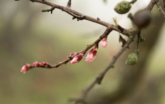 Чим треба обов'язково обробити сад до розпускання бруньок та чому це вкрай важливо