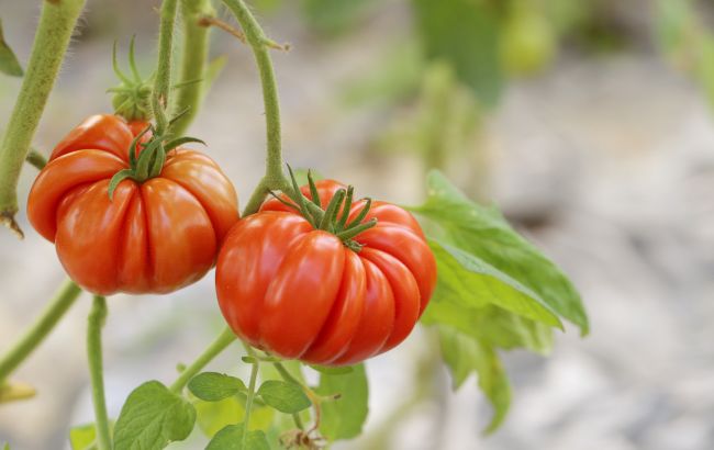 Без цієї процедури про щедрий урожай помідорів можете забути. Ось що треба зробити вже зараз