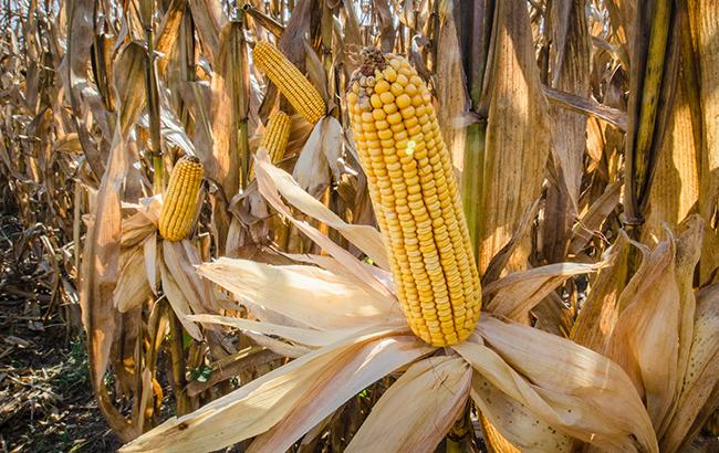 В Украине собрали 5 млн тонн кукурузы