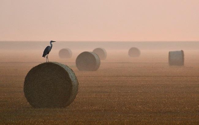 Лучшие фото года по версии Ukrainian Photo Awards