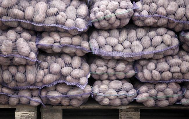 Украина увеличила экспорт картофеля в два раза