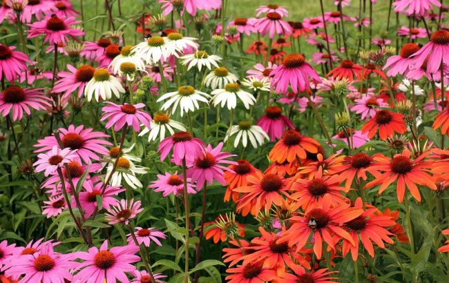 Посадіть її до кінця березня: квітка, яка зробить ваш сад розкішним уже влітку