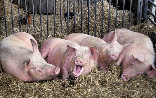 В Полтавской области зафиксирована вспышка АЧС