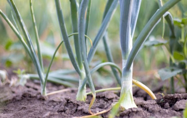 Зменшиться врожай: що категорично не можна робити з цибулею на городі