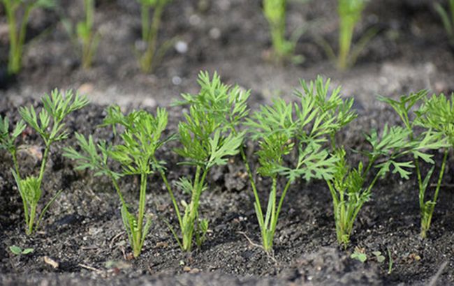 Ще не пізно. Названі найкращі періоди сіяти моркву для зимового зберігання у червні