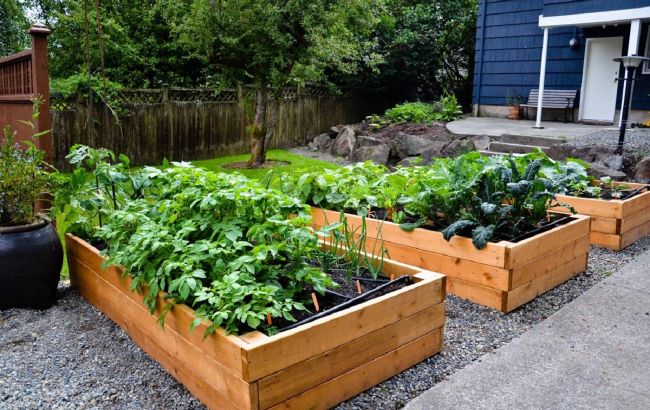 Будет расти, как на дрожжах: дельные советы по выращиванию на высоких грядках