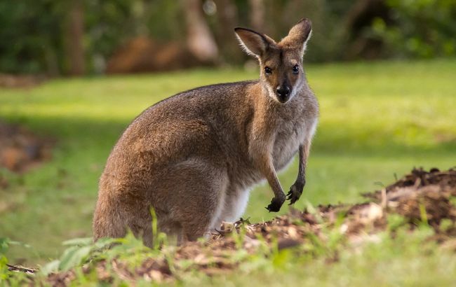 Під Києвом кенгуру вирвався зі звіринця на волю, лишивши наглядача в клітці