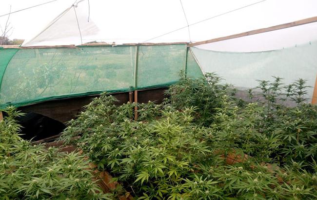 В Херсонской области обнаружили посев конопли на почти млн гривен