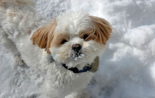 Погода на сегодня: на западе Украины дождь со снегом, температура до +11