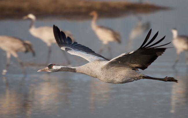 В украинском заповеднике вымерли 185 журавлей, занесенных в Красную книгу
