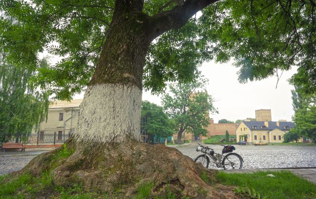В Луцке рухнул 200-летний ясень, под которым сочиняла стихи Леся Украинка