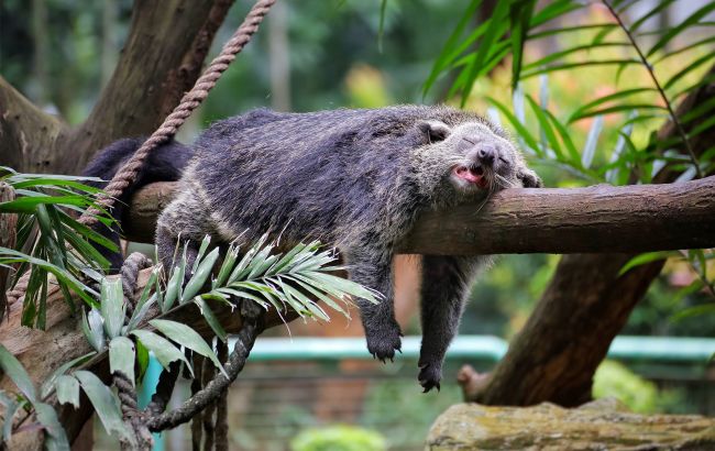 Хижий, волохатий і пахне попкорном: а ви бачили тварину, яка схожа на кота та ведмедя одночасно?