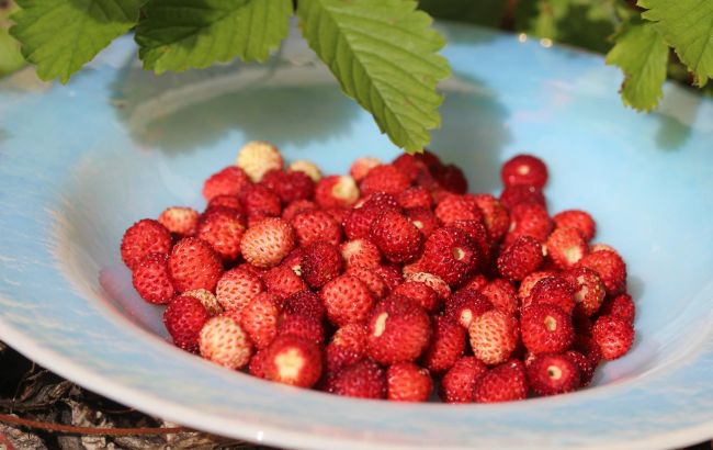 Время сажать землянику для лучшего урожая: секреты ухода за ягодой