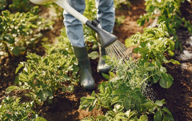 Когда нельзя удобрять растения на огороде: все игнорируют это