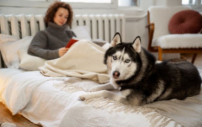 Как собаки предупреждают хозяина об опасности: не упустите эти признаки