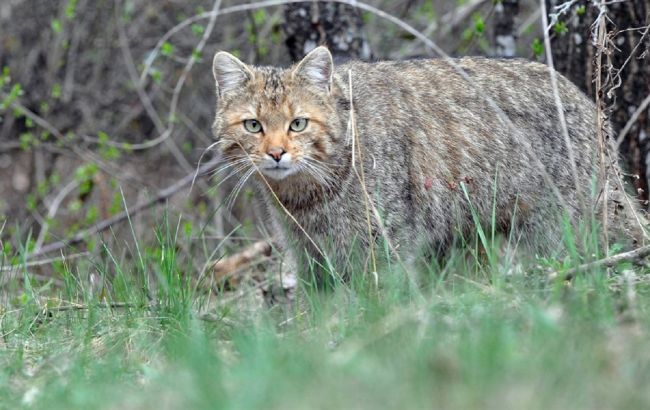 В парке под Тернополем "засветился" редкий краснокнижный хищник (фото)