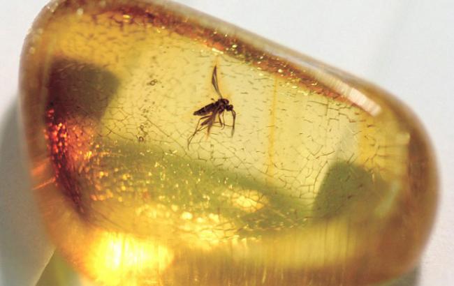 Кредиторы и управляющая санацией передают контроль над ГП "УкрБурштын" лондонской компании, - источник