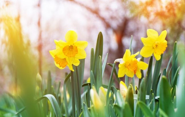 Які квіти можна сміливо висаджувати в січні у саду, якщо зима тепла