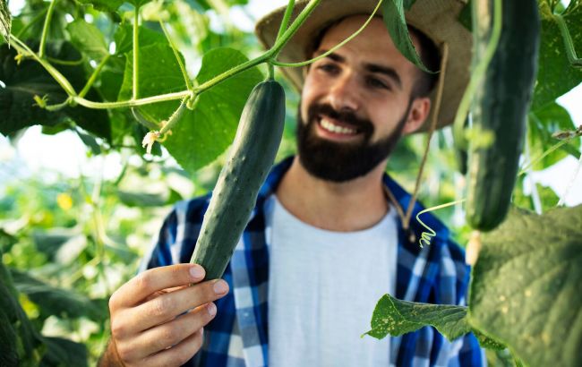 Не робіть цю поширену помилку з огірками, щоб не занапастити урожай