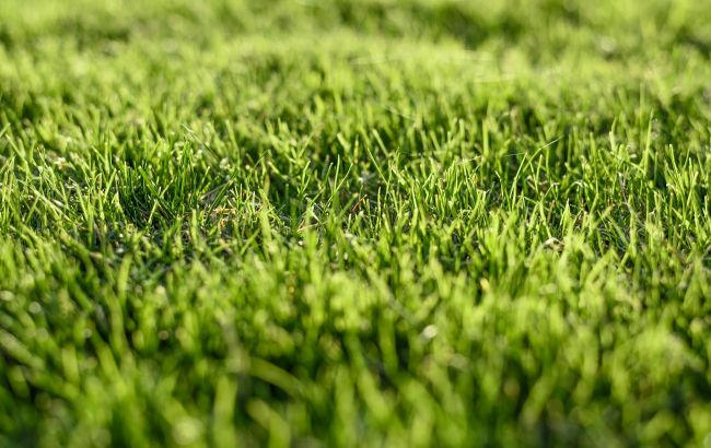 Газон заростає бур'янами? Один простий осінній прийом врятує його назавжди