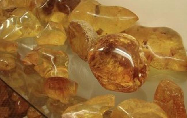В Ровенской обл. у местного жителя изъяли 70 кг янтаря